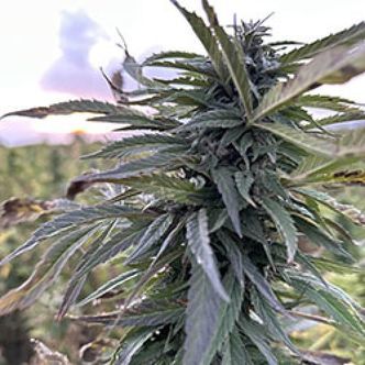 Helmand (Afghan Seed Connection) Regulj&auml;r