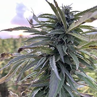 Helmand (Afghan Seed Connection) Regulj&auml;r