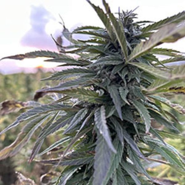 Helmand (Afghan Seed Connection) Reguljär
