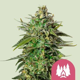 Larry OG (Royal Queen Seeds) Feminiserade