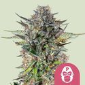 Pink Gorilla (Royal Queen Seeds) Feminiserade