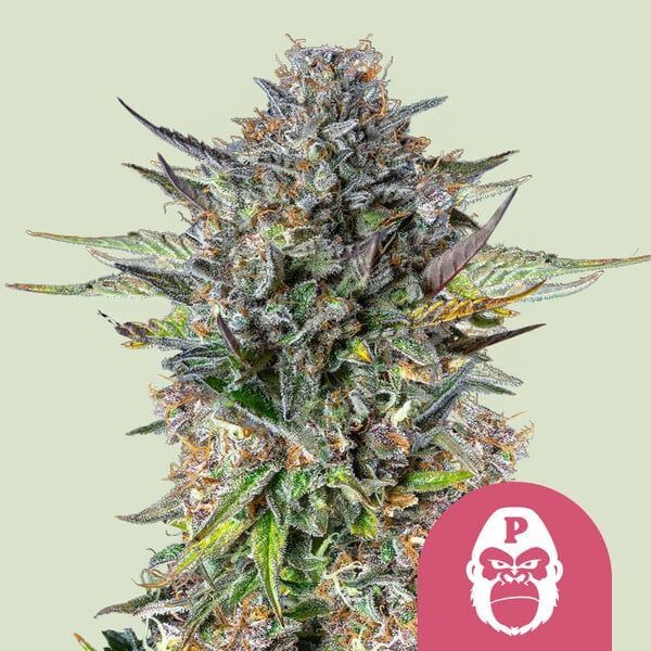 Pink Gorilla (Royal Queen Seeds) Feminiserade