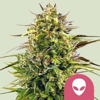 Alien OG (Royal Queen Seeds) Feminiserade