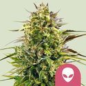 Alien OG (Royal Queen Seeds) Feminiserade