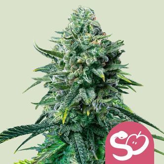 Forbidden Fruit (Royal Queen Seeds) feminiserade cannabisfr&ouml;n