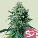 Forbidden Fruit (Royal Queen Seeds) Feminiserade