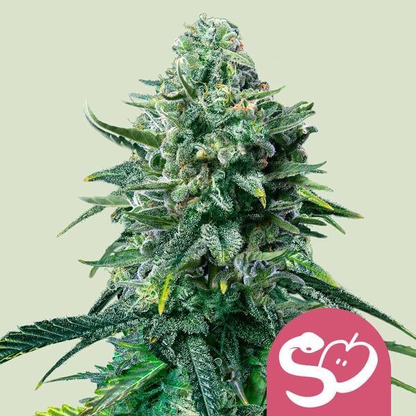Forbidden Fruit (Royal Queen Seeds) Feminiserade