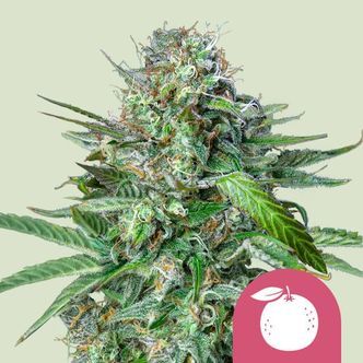 Tangie (Royal Queen Seeds) feminiserade cannabisfr&ouml;n