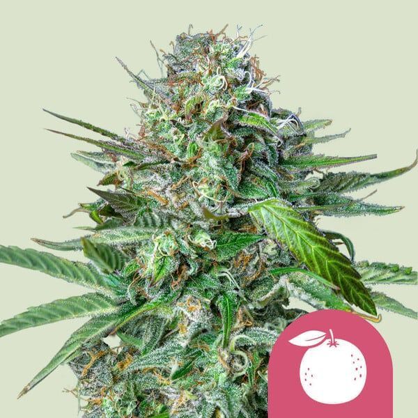 Tangie (Royal Queen Seeds) Feminiserade