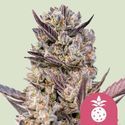 Tropicana Cookies Purple (Royal Queen Seeds) Feminiserade