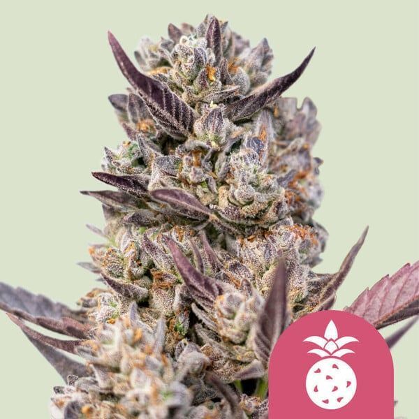 Tropicana Cookies Purple (Royal Queen Seeds) Feminiserade
