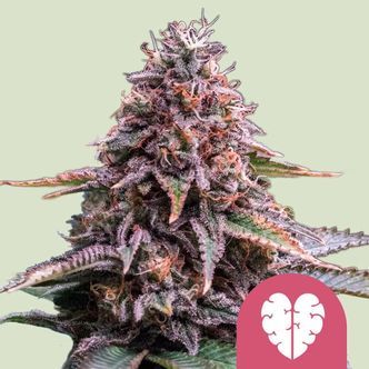 Pink Mist (Royal Queen Seeds) feminiserade