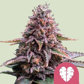 Pink Mist (Royal Queen Seeds) Feminiserade