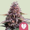 Pink Mist (Royal Queen Seeds) Feminiserade