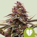 Pink Mist Autoflower (Royal Queen Seeds) Feminiserade