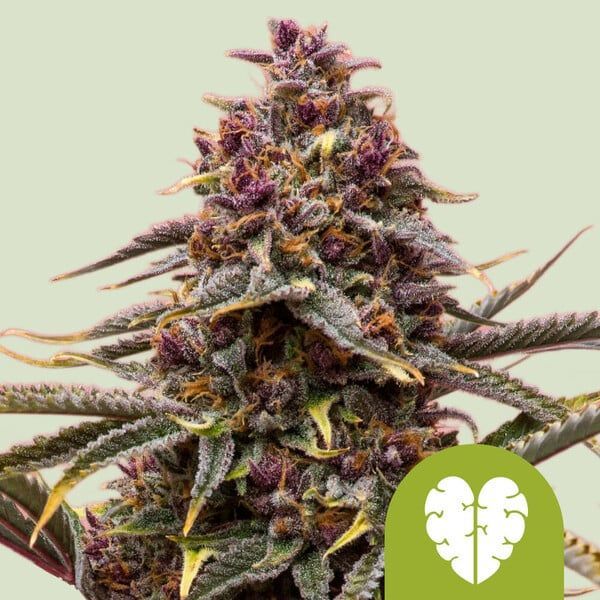 Pink Mist Autoflower (Royal Queen Seeds) Feminiserade