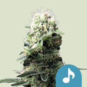 Dance World (Royal Queen Seeds) Feminiserade