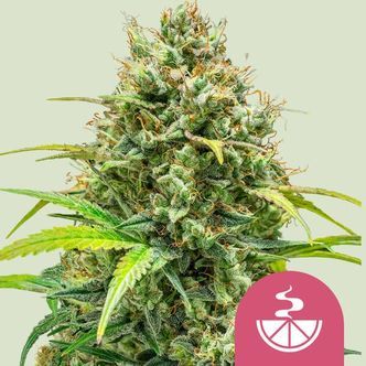 Lemon Skunk (Royal Queen Seeds) feminiserade cannabisfr&ouml;n