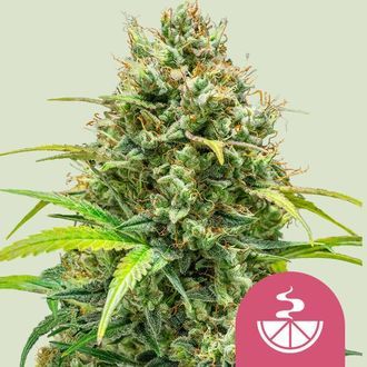 Lemon Skunk (Royal Queen Seeds) Feminiserade