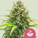 Lemon Skunk (Royal Queen Seeds) Feminiserade