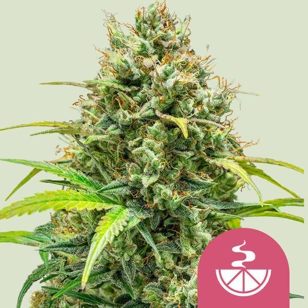 Lemon Skunk (Royal Queen Seeds) Feminiserade