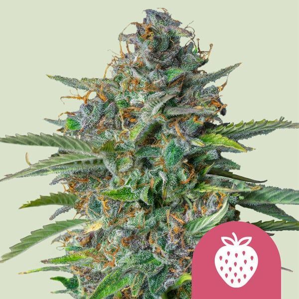 Strawberry Cough (Royal Queen Seeds) Feminiserade