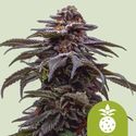 Tropicana Cookies Purple Autoflower (Royal Queen Seeds) Feminiserade