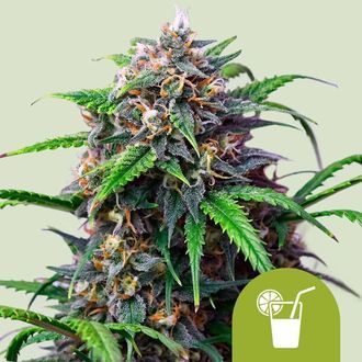 Purple Lemonade Auto (Royal Queen Seeds) Feminiserade