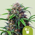 Purple Lemonade Auto (Royal Queen Seeds) Feminiserade