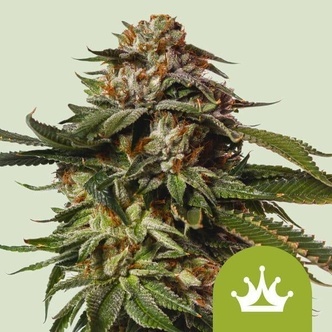 Special Queen 1 Automatic (Royal Queen Seeds) feminiserade cannabisfr&ouml;n