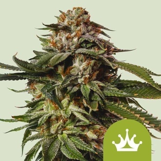 Special Queen 1 Autoflower (Royal Queen Seeds) Feminiserade