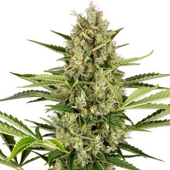 Jack Herer Automatic (Sensi Seeds) feminiserade cannabisfr&ouml;n