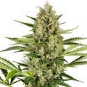 Jack Herer Autoflower (Sensi Seeds) Feminiserade