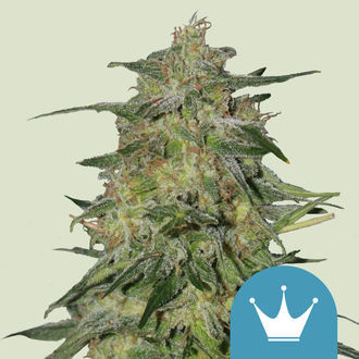 Royal Highness (Royal Queen Seeds) Feminiserade