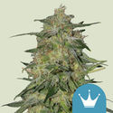 Royal Highness (Royal Queen Seeds) Feminiserade