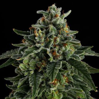 Jet Puft (Compound Genetics) feminiserade