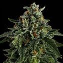 Jet Puft (Compound Genetics) Feminiserade