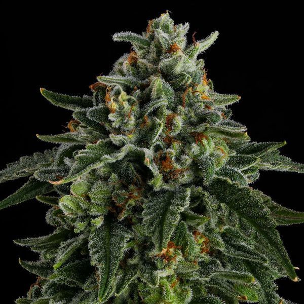 Jet Puft (Compound Genetics) Feminiserade