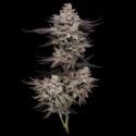 Animorph Mints (Compound Genetics) Feminiserade