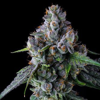Permafunk (Compound Genetics) feminiserade