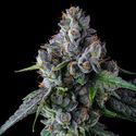Permafunk (Compound Genetics) Feminiserade