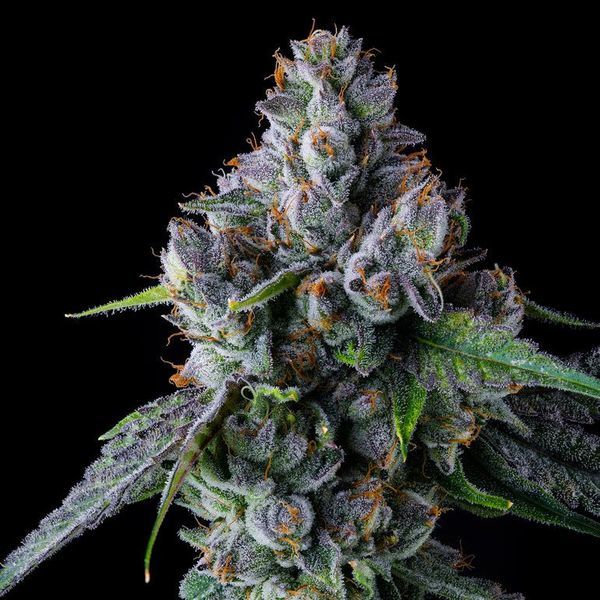 Permafunk (Compound Genetics) Feminiserade