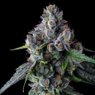 El Valle Haze (Compound Genetics) Feminiserade