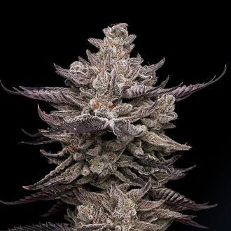 El Valle Haze (Compound Genetics) Feminiserade