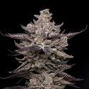 El Valle Haze (Compound Genetics) Feminiserade
