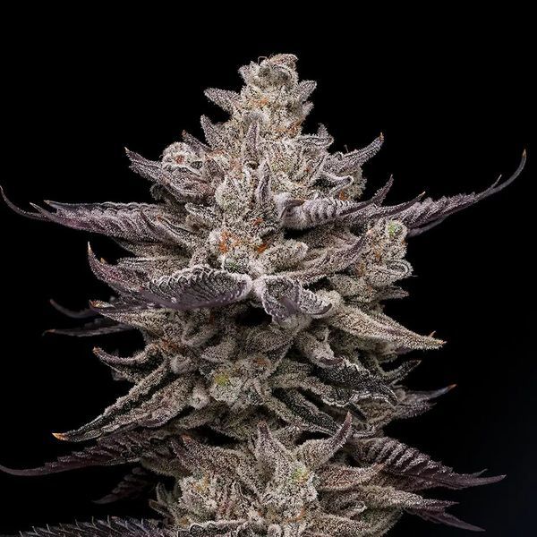 El Valle Haze (Compound Genetics) Feminiserade