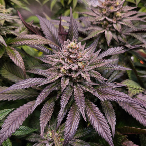 Orange Bud 2.0 (Dutch Passion) Feminiserade