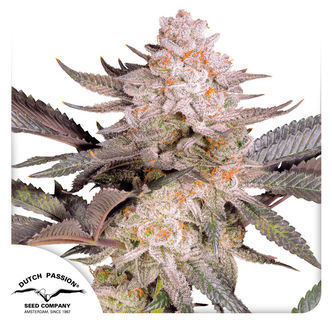 Orange Bud 2.0 (Dutch Passion) feminiserade cannabisfr&ouml;n
