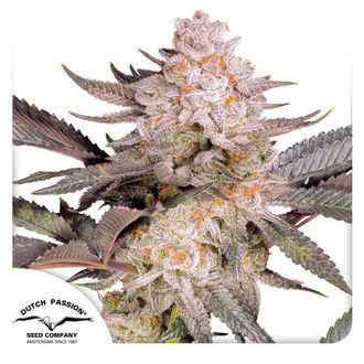 Orange Bud 2.0 (Dutch Passion) Feminiserade