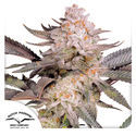 Orange Bud 2.0 (Dutch Passion) Feminiserade